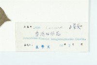 香港四照花藏品圖，第3張