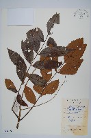 登錄號:S084939藏品圖，第1張