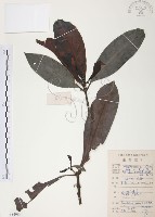 九節木、牛屎烏、青龍吐霧藏品圖，第1張