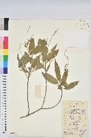 毛果巴豆藏品圖，第1張