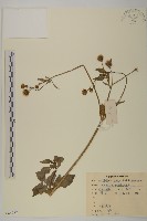 鬼針藏品圖，第1張