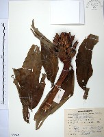 絹毛鳶尾、閉鞘薑藏品圖，第1張