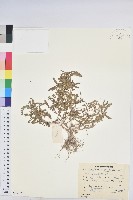 葉下珠、珠仔草藏品圖，第1張
