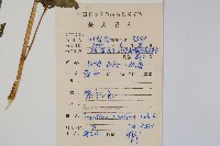 黃金鳳藏品圖，第2張