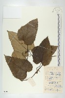 兩廣栝樓藏品圖，第1張