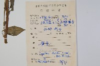 牯嶺鳳仙花藏品圖，第2張