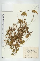 馬交兒藏品圖，第1張