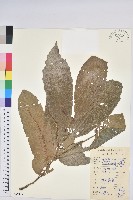 板栗藏品圖，第1張