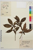 山鼠李藏品圖，第1張