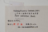 雞爪槭藏品圖，第2張