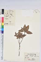 守城滿山紅、馬禮士杜鵑藏品圖，第1張