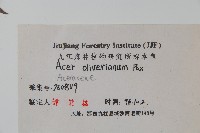 五裂槭藏品圖，第2張