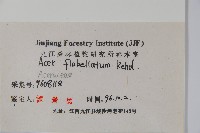 扇葉槭藏品圖，第2張