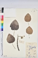 黃桐藏品圖，第1張