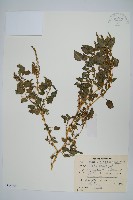 野莧菜藏品圖，第1張