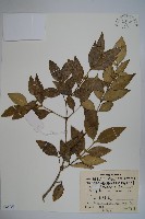 大葉黃楊藏品圖，第1張