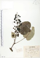 山桐子藏品圖，第1張