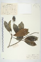 馬蹄參藏品圖，第1張