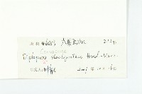 馬蹄參藏品圖，第3張