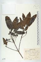 俄氏虎皮楠、蘭嶼虎皮楠、虎皮楠藏品圖，第1張