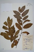 假鷹爪藏品圖，第1張