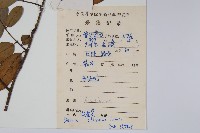 假鷹爪藏品圖，第2張