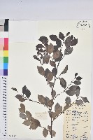 黑面神藏品圖，第1張