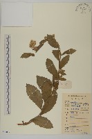 七里明艾納香藏品圖，第1張