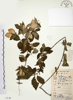 毛玉葉金花藏品圖，第1張