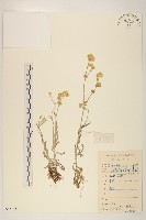 鼠麴草藏品圖，第1張