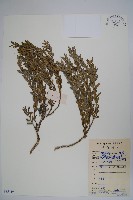 登錄號:S085119藏品圖，第1張