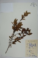 稜枝冬青藏品圖，第1張