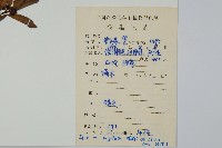 稜枝冬青藏品圖，第2張