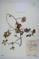 中國念珠藤藏品圖，第1張