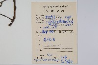 中國念珠藤藏品圖，第2張