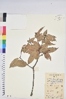 星刺栲、羅浮錐藏品圖，第1張