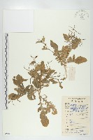 葶藶藏品圖，第1張