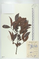 山紅柿藏品圖，第1張