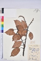 美葉石櫟藏品圖，第1張