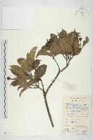 香港四照花藏品圖，第1張