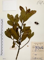 大頭茶藏品圖，第1張