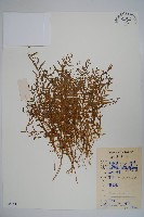 半邊蓮、鐮磨仔草藏品圖，第1張