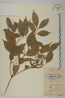 大丁黃藏品圖，第1張