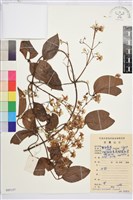 小木通藏品圖，第1張