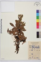 山綠柴藏品圖，第1張