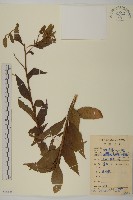山白蘭藏品圖，第1張