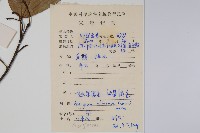八角楓藏品圖，第2張