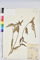 白苞猩猩草藏品圖，第1張