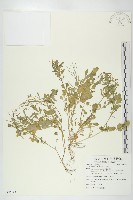 焊菜藏品圖，第1張