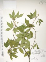 飛龍掌血藏品圖，第1張